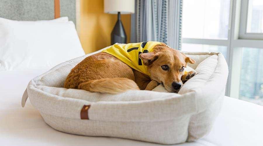 Апарт отель Sentral Michigan Avenue Чикаго Удобства фото A dog in a dog bed